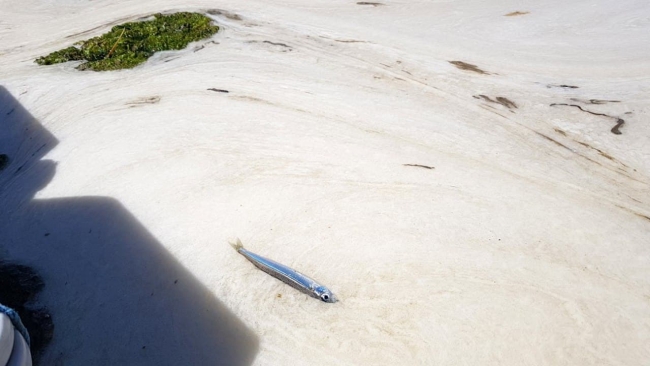 Çınarcık sahili deniz salyasıyla kaplandı
